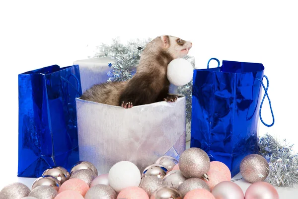 Ferret  isolated pet — Stock Photo, Image