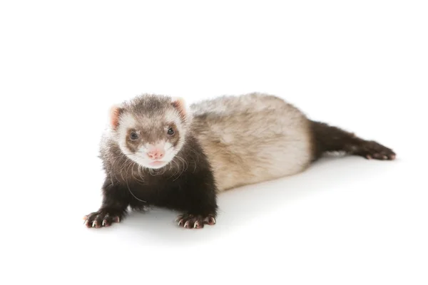 Ferret animal isolé — Photo