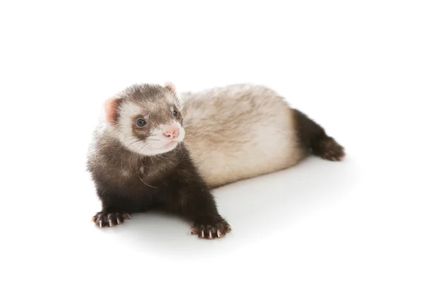 Ferret animal isolé — Photo