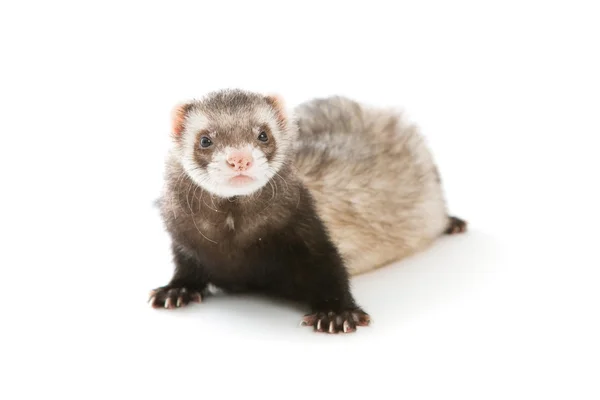 Furet isolé — Photo