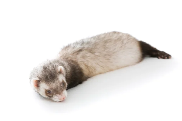 Ferret animal isolé — Photo