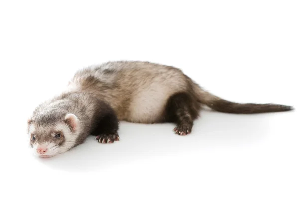 Ferret animal isolé — Photo