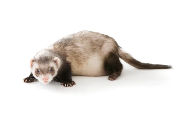 Ferret isolerade — Stockfoto