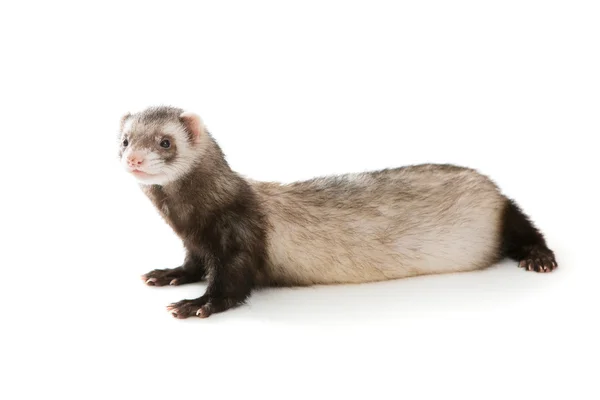 Ferret isolerade — Stockfoto