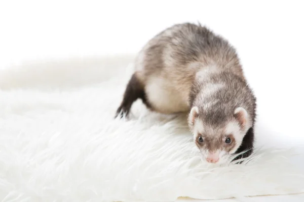 Ferret geïsoleerde — Stockfoto