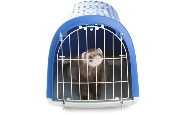 Ferret  isolated pet — Stock Photo, Image