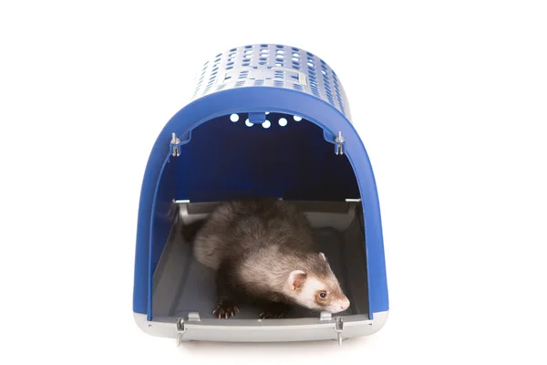 Ferret  isolated — Stock Photo, Image