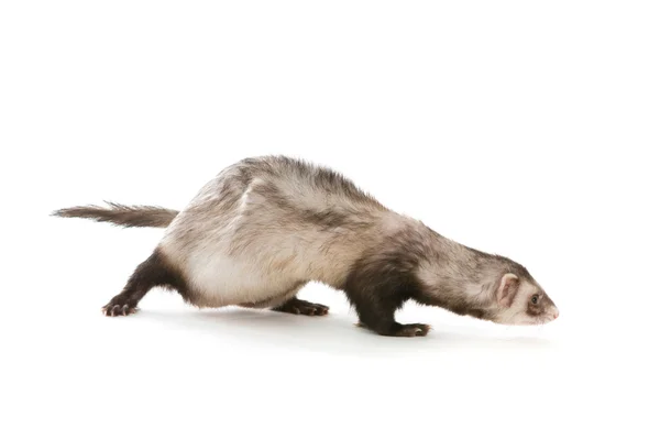 Furet isolé — Photo