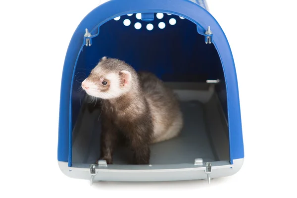 Furet isolé — Photo