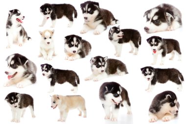 kolaj köpek yavrusu bir husky izole.