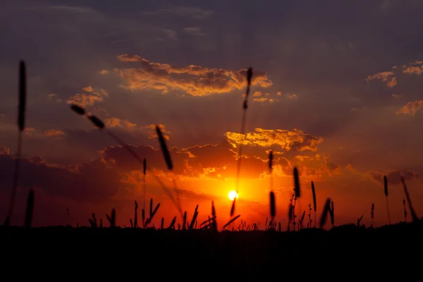 Coucher de soleil d'été dans le champ. une soirée chaude . — Photo