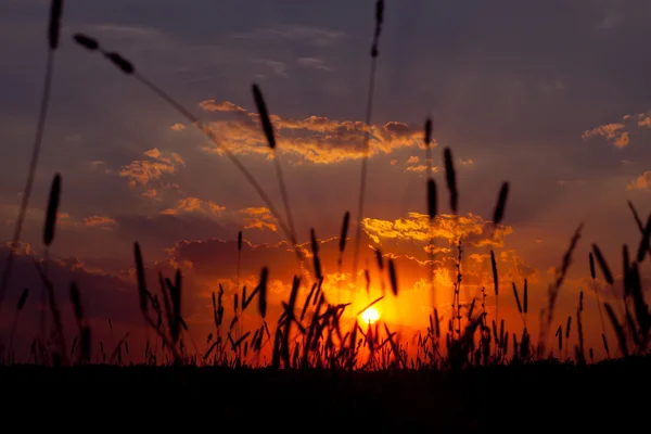 Coucher de soleil d'été dans le champ. une soirée chaude . — Photo