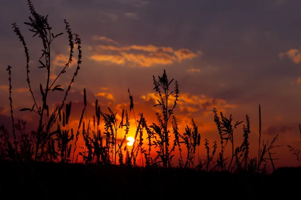 Coucher de soleil d'été dans le champ. une soirée chaude . — Photo