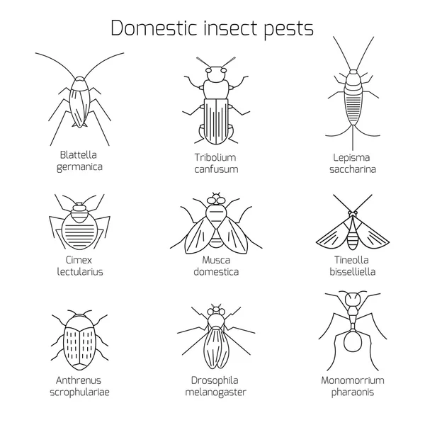 Dunne lijn symbolen van bug — Stockvector