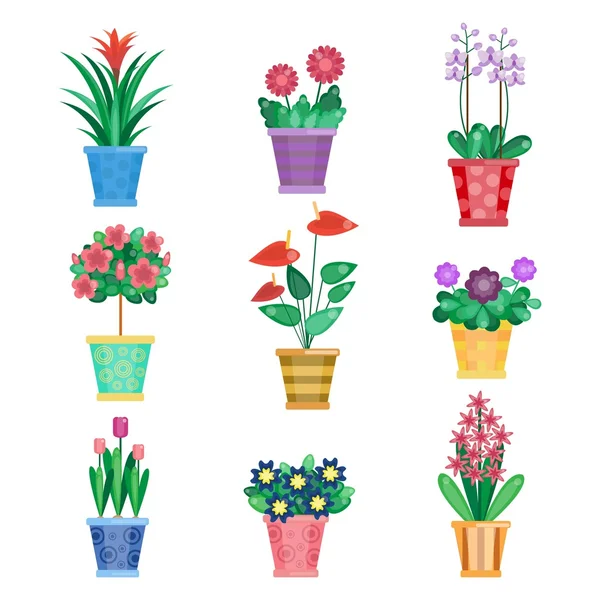 Krukväxt, hem inredning blommor och office växter i kruka — Stock vektor