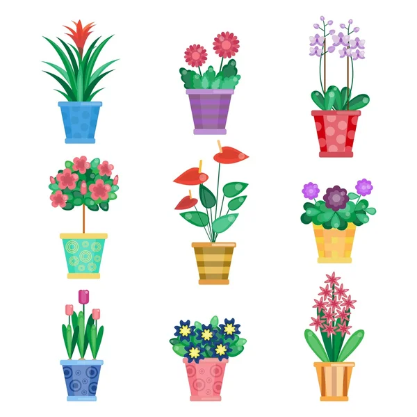 Houseplant, ev iç çiçek ve ofis bitki tencerede kümesi