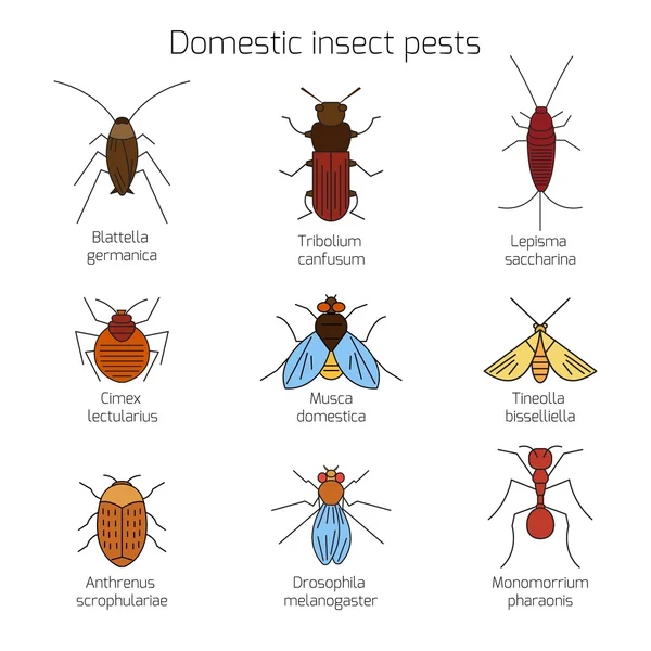 Ensemble d'insectes nuisibles domestiques — Image vectorielle