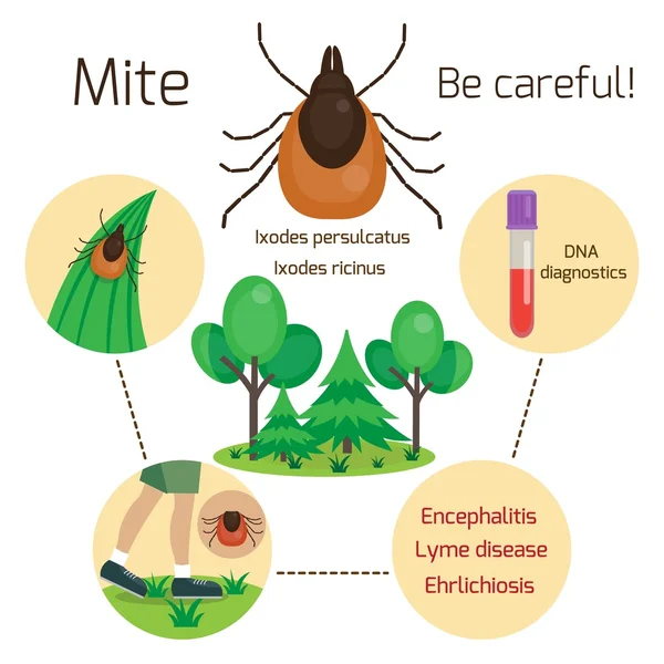 Mite, human skin parasite. Mite disease and infection vectors — Stock Vector