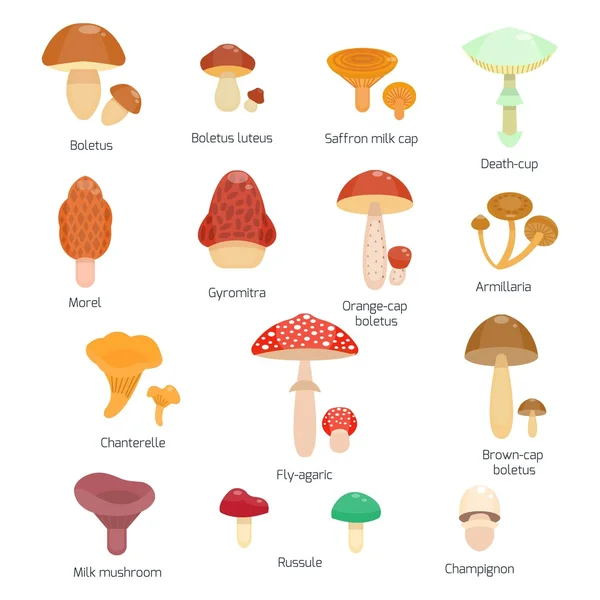 Vector illustration of different types of mushrooms — Stock Vector