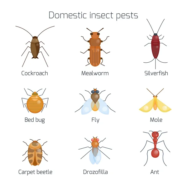 Set of domestic insect pests. — Stock Vector