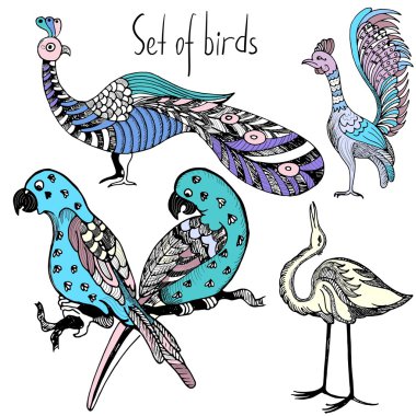 Elle çizilmiş kuşlar vektör çizimi. Muhabbet kuşu, papağan, tavus kuşu, balıkçıl, Vinç ve horoz