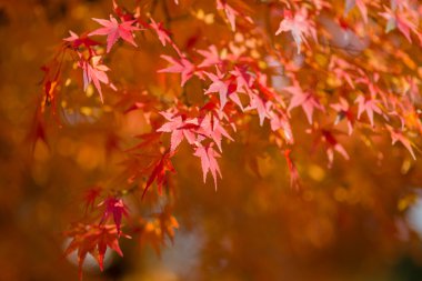 Japonya'da Japon akçaağaç sonbahar sırasında