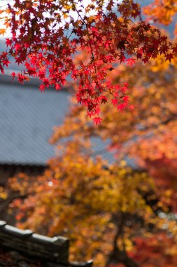 Japonya'da Japon akçaağaç sonbahar sırasında