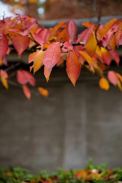 Arce japonés durante el otoño en Japón —  Fotos de Stock