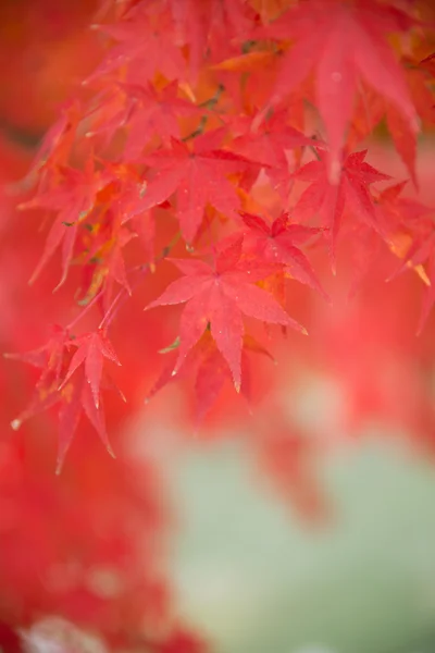 Japanse esdoorn in de herfst in Japan — Stockfoto