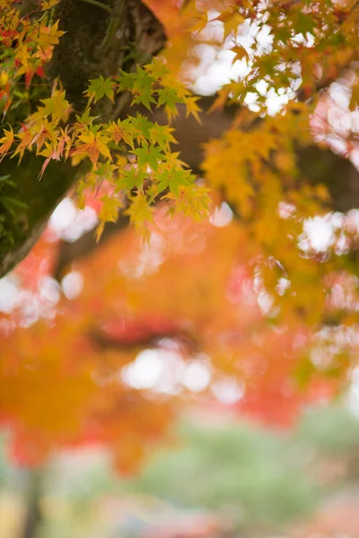 Japanse esdoorn in de herfst in Japan — Stockfoto