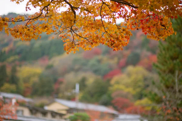 Klon japoński jesienią w Japonii — Zdjęcie stockowe