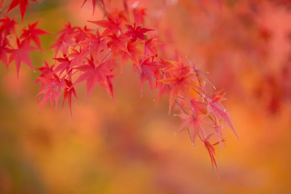 Japanese maple during autumn in Japan — Stock Photo, Image