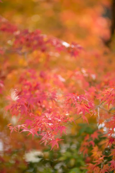 Japonský javor podzim v Japonsku — Stock fotografie