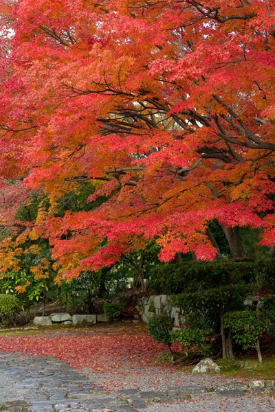 Japonya'da Japon akçaağaç sonbahar sırasında — Stok fotoğraf