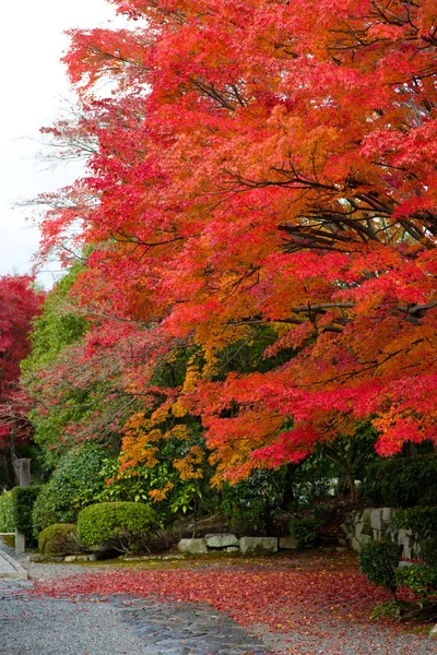 Японский клен осенью в Японии — стоковое фото