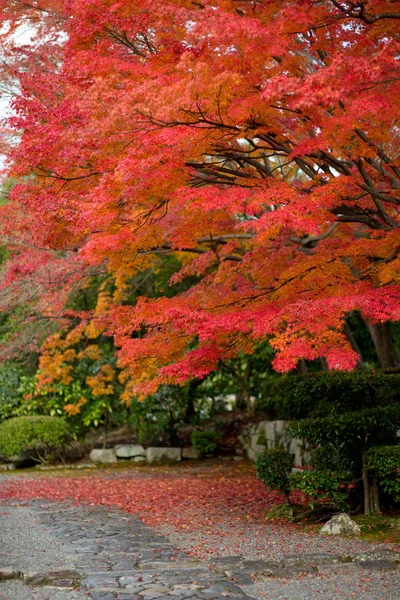 Érable japonais à l'automne au Japon — Photo