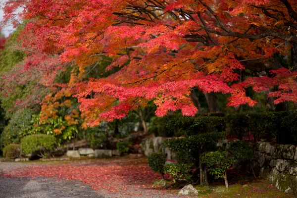 Japanese maple during autumn in Japan — Stock Photo, Image