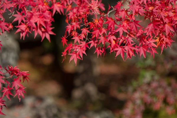 Japanese maple during autumn in Japan — Stock Photo, Image