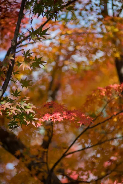 Japanischer Ahorn im Herbst in Japan — Stockfoto