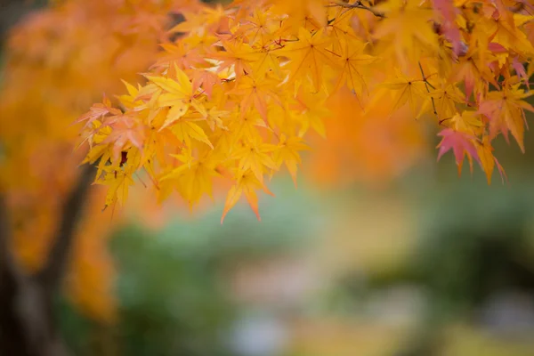 Japonya'da Japon akçaağaç sonbahar sırasında — Stok fotoğraf