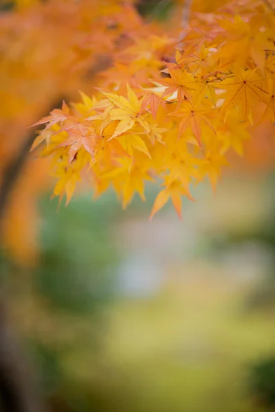 Japonya'da Japon akçaağaç sonbahar sırasında — Stok fotoğraf