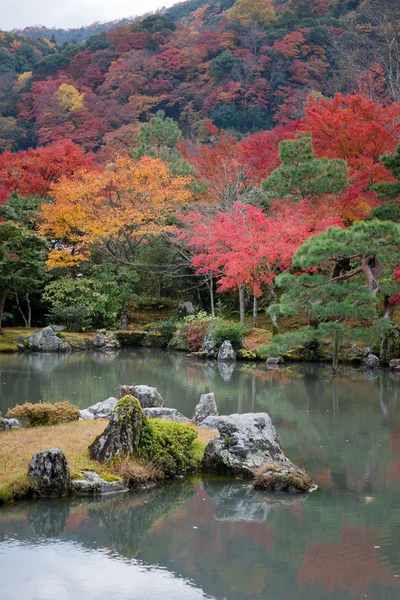 Japonya'da Japon akçaağaç sonbahar sırasında