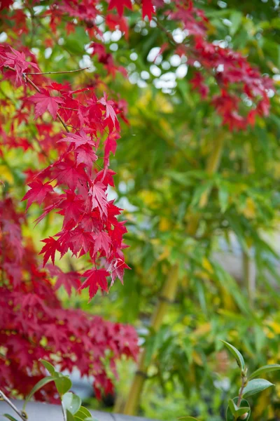 Japanischer Ahorn im Herbst in Japan Stockbild