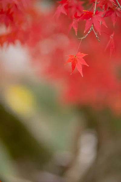 Acero giapponese durante l'autunno in Giappone Fotografia Stock