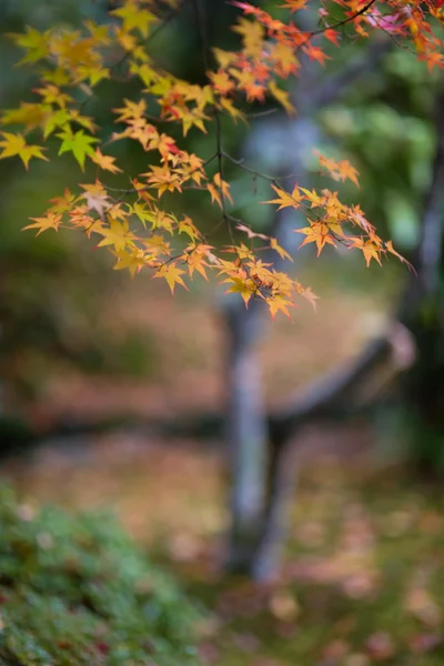 Японский клен осенью в Японии Стоковая Картинка