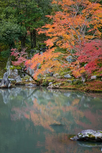Японский клен осенью в Японии Лицензионные Стоковые Фото