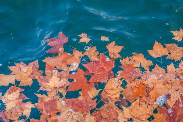 Hojas de otoño en el agua — Foto de Stock