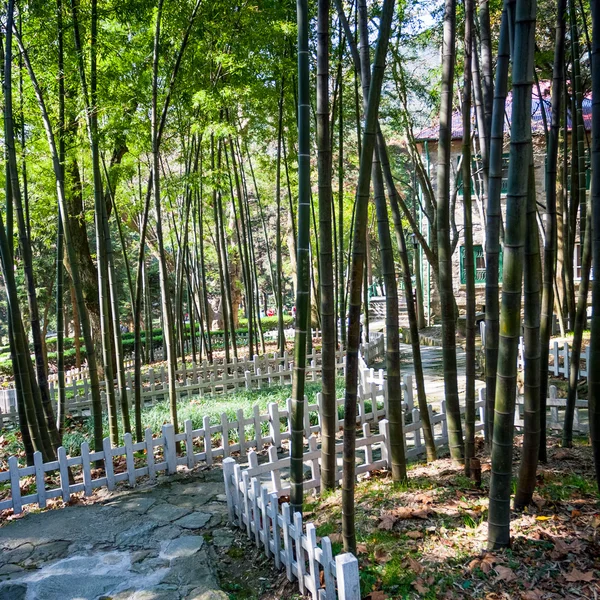 Foresta di bmanbo — Foto Stock