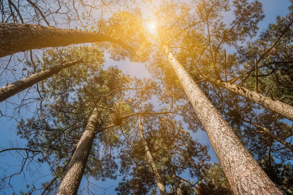 Albero con sole — Foto Stock