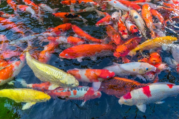 Peixe — Fotografia de Stock